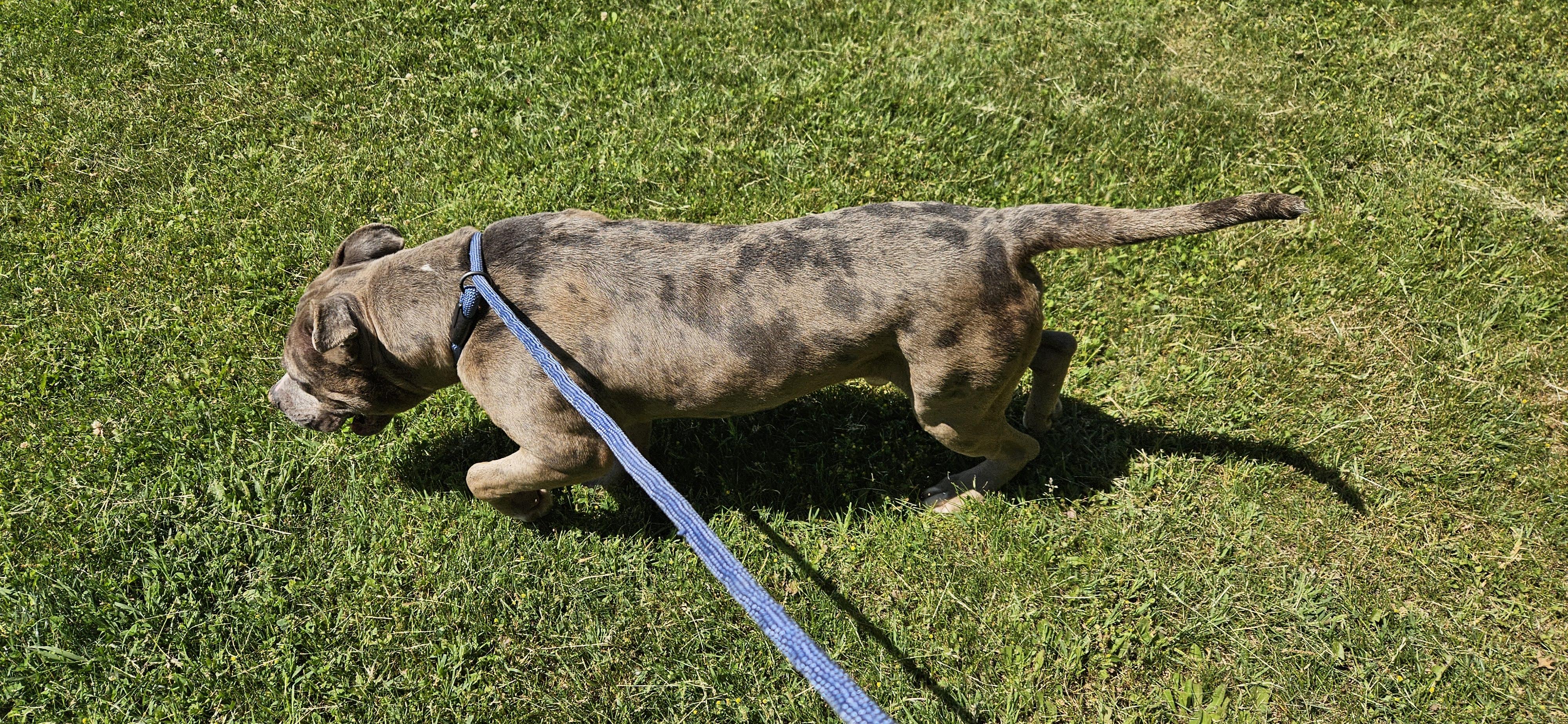 Enlarge Goliath, a ADOPTABLE mixed breed in Benton Harbor, MI image 3/6
