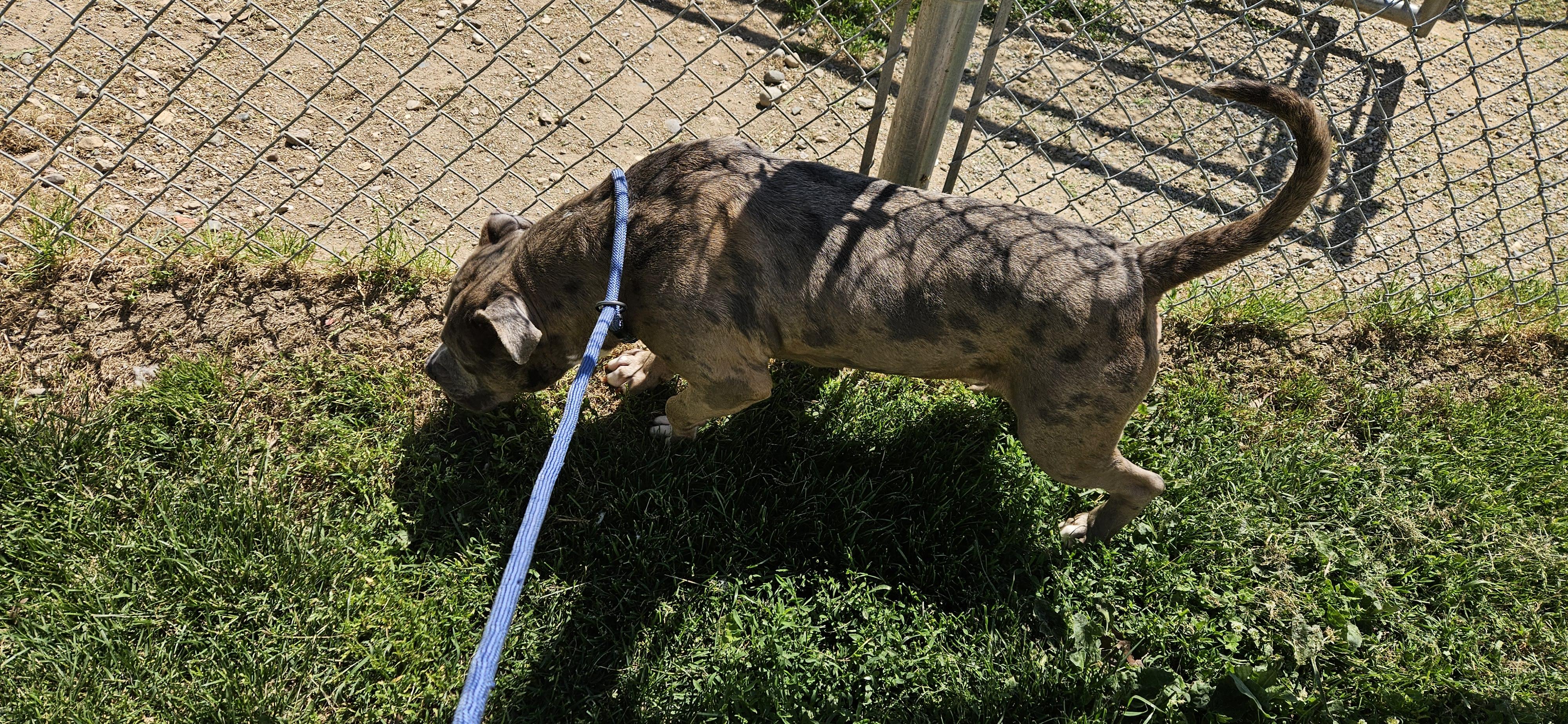 Enlarge Goliath, a ADOPTABLE mixed breed in Benton Harbor, MI image 6/6