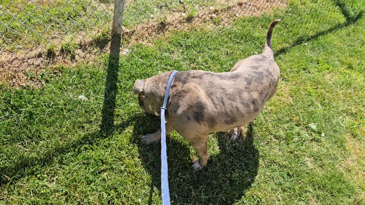 Enlarge Goliath, a ADOPTABLE mixed breed in Benton Harbor, MI video 4/6