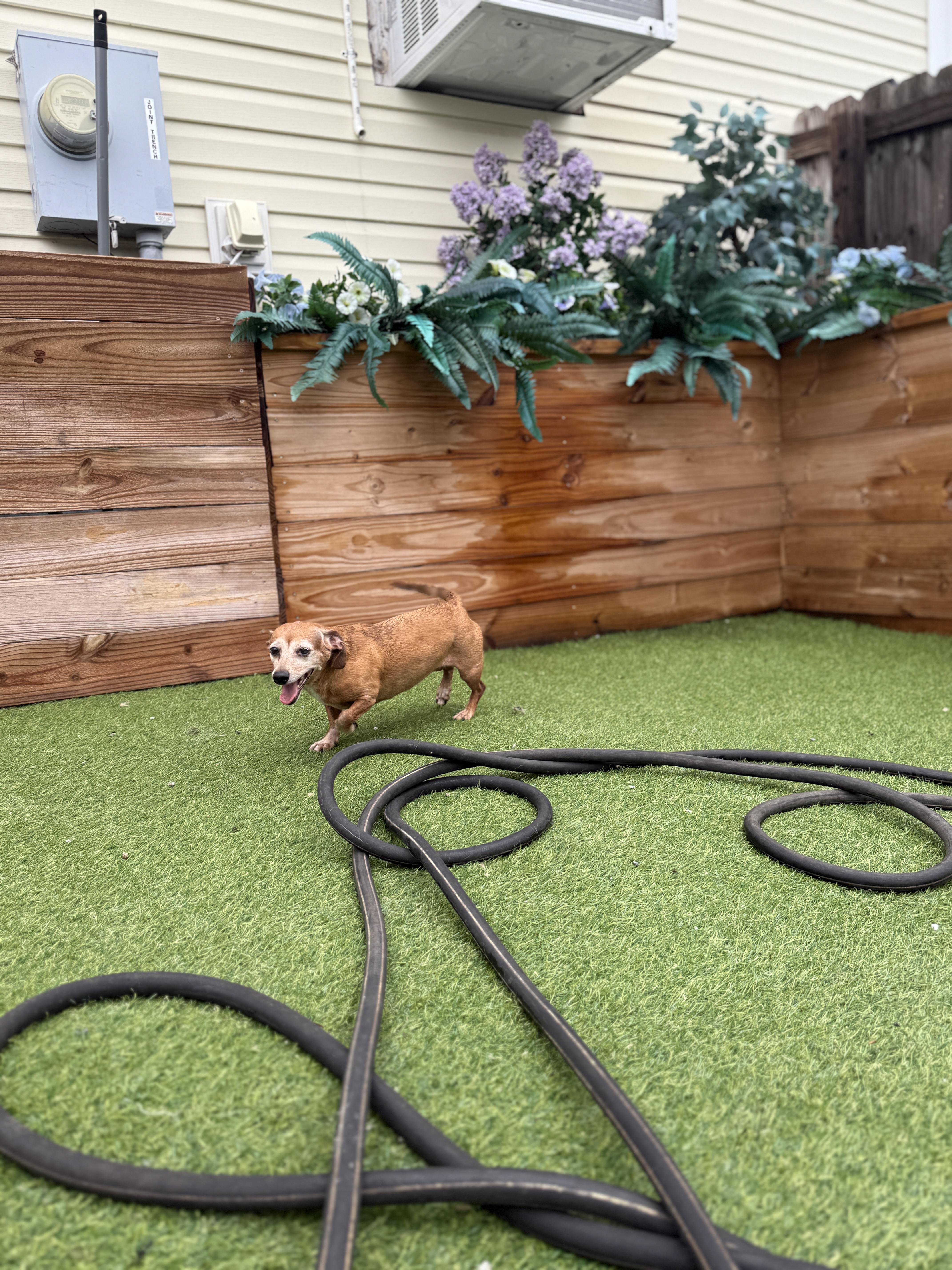 Lilly, Adopted, Adult Female Miniature Dachshund.