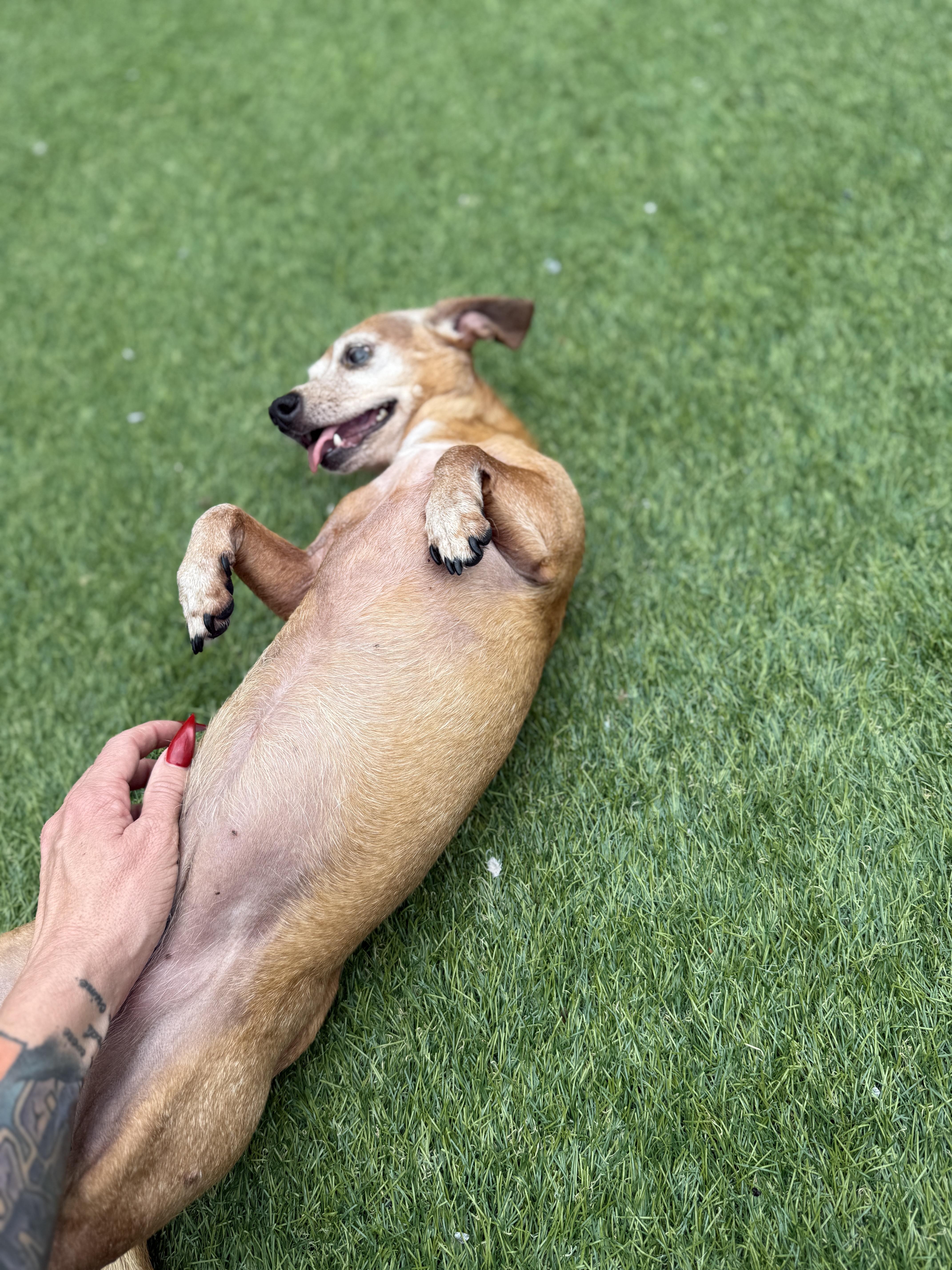 Lilly, Adopted, Adult Female Miniature Dachshund.