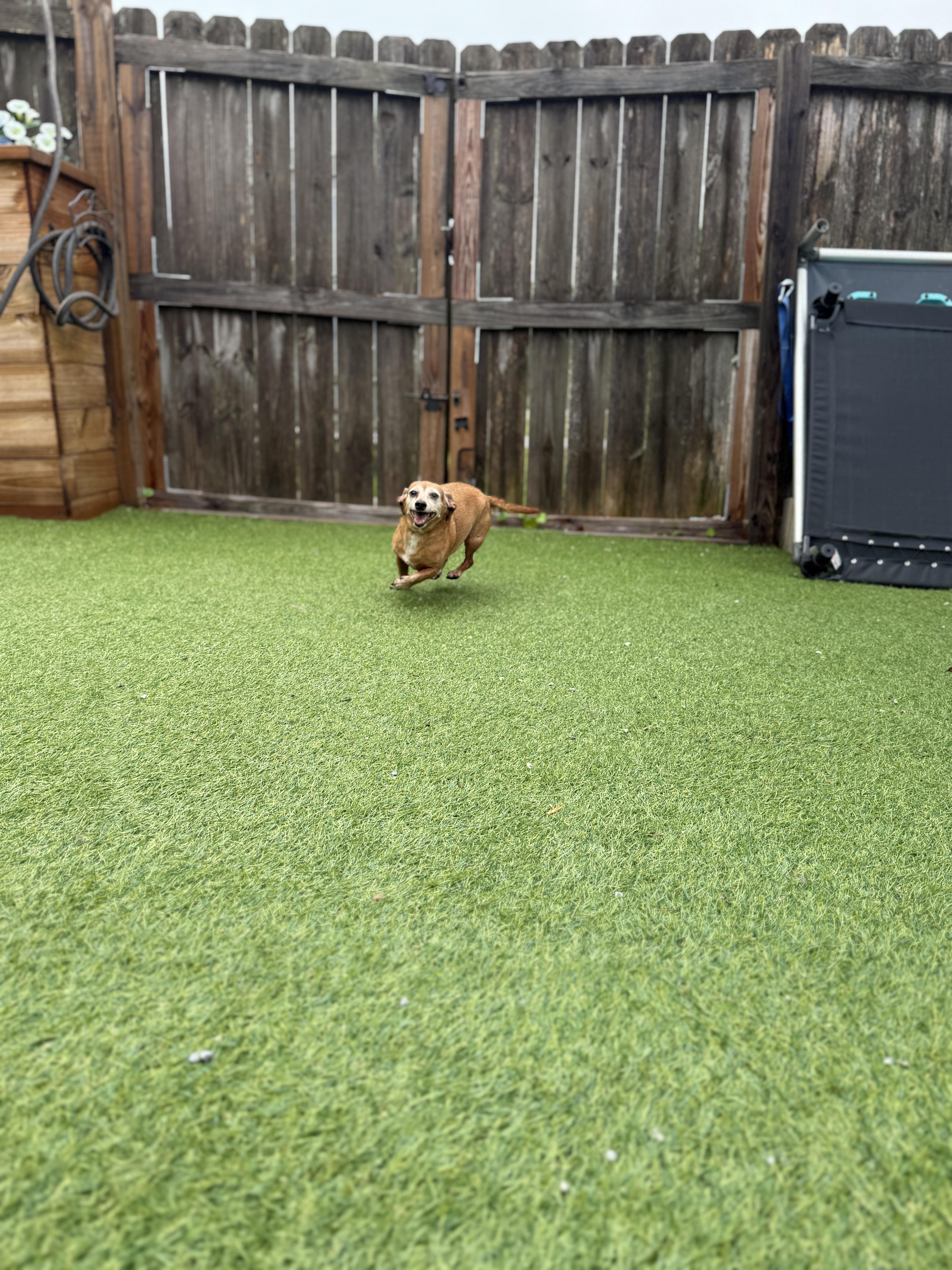 Lilly, a Adopted Miniature Dachshund in Jacksonville, NC image 3/6