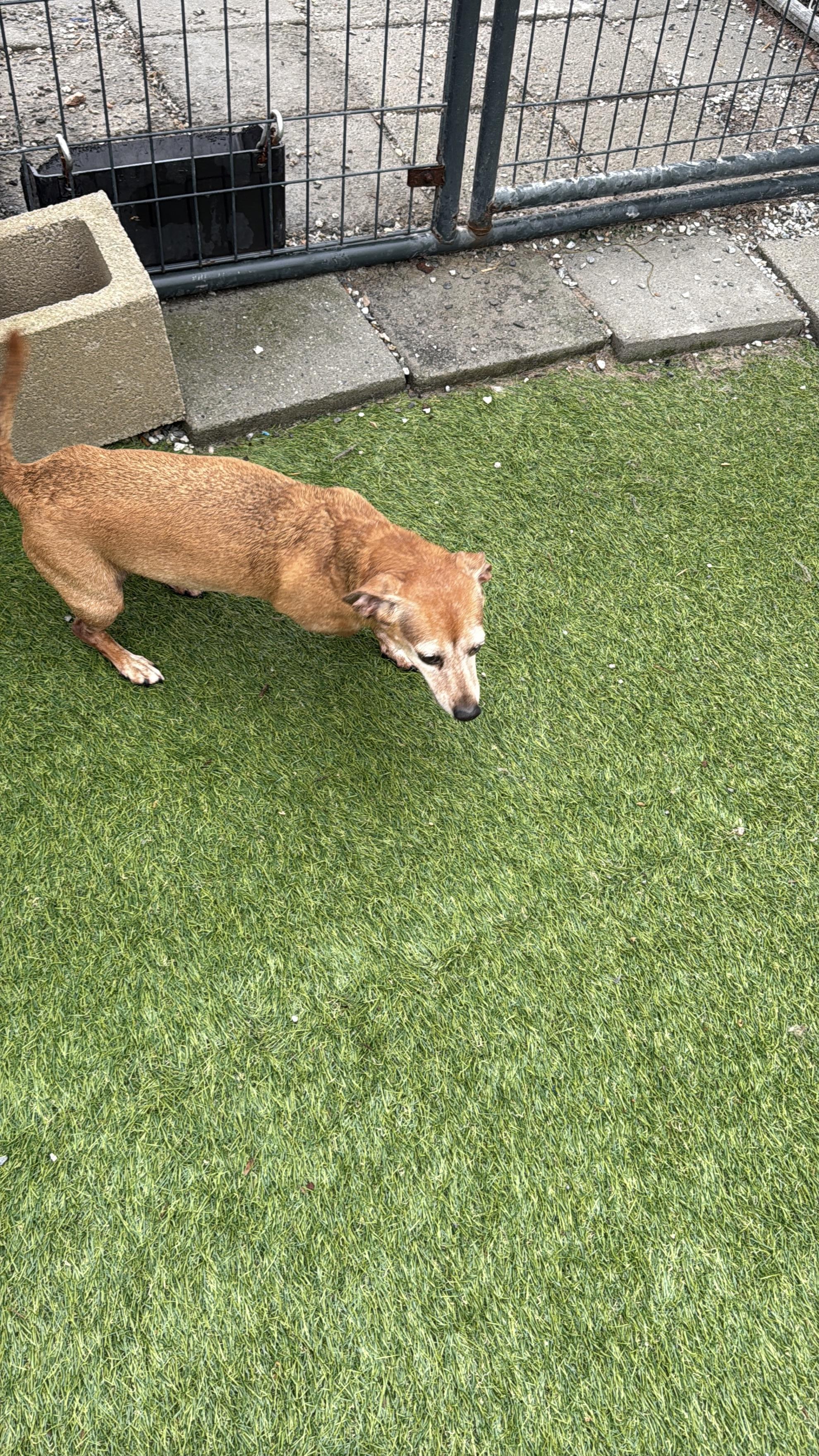 Lilly, a Adopted Miniature Dachshund in Jacksonville, NC image 4/6
