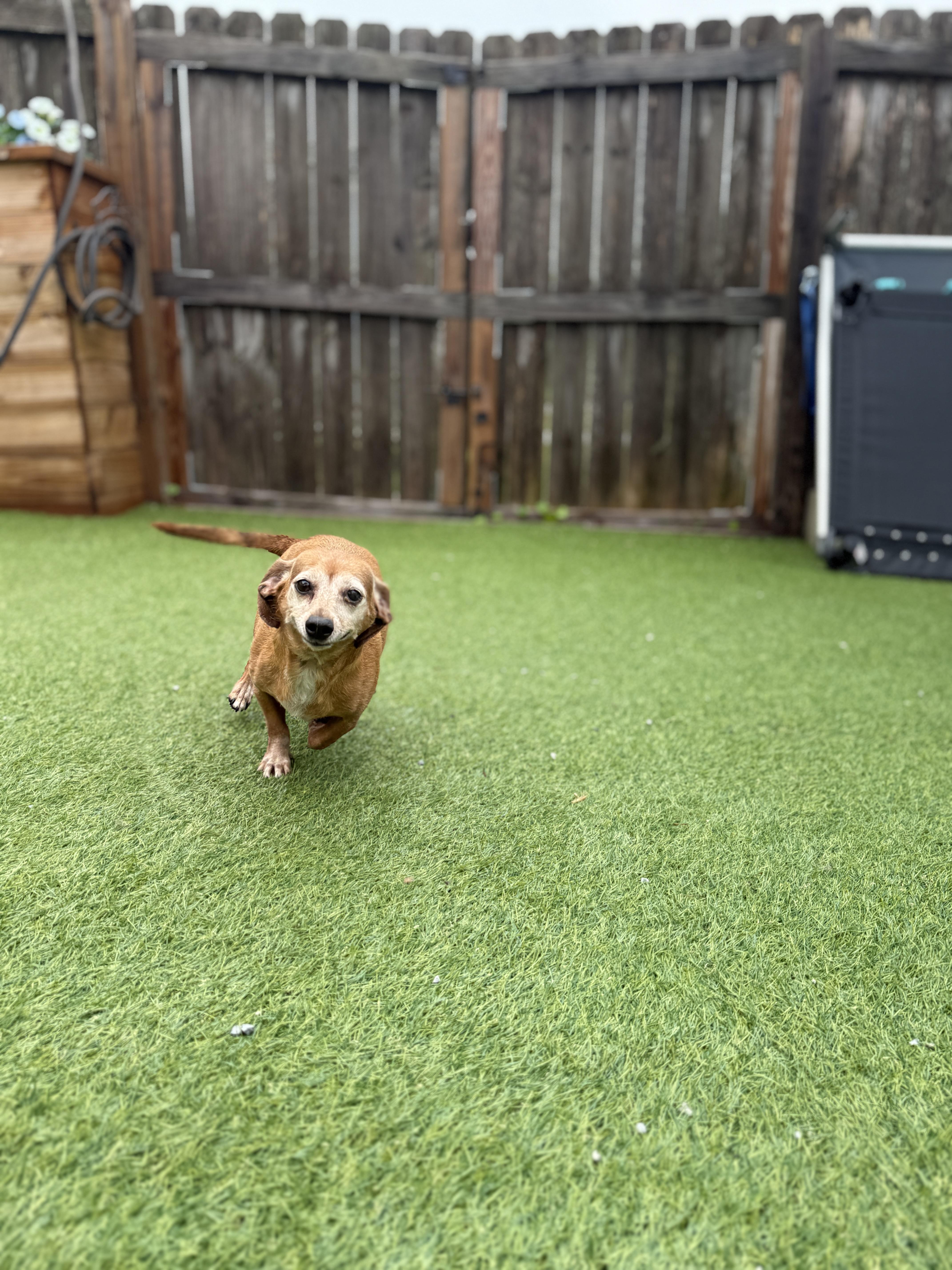 Lilly, a Adopted Miniature Dachshund in Jacksonville, NC image 5/6