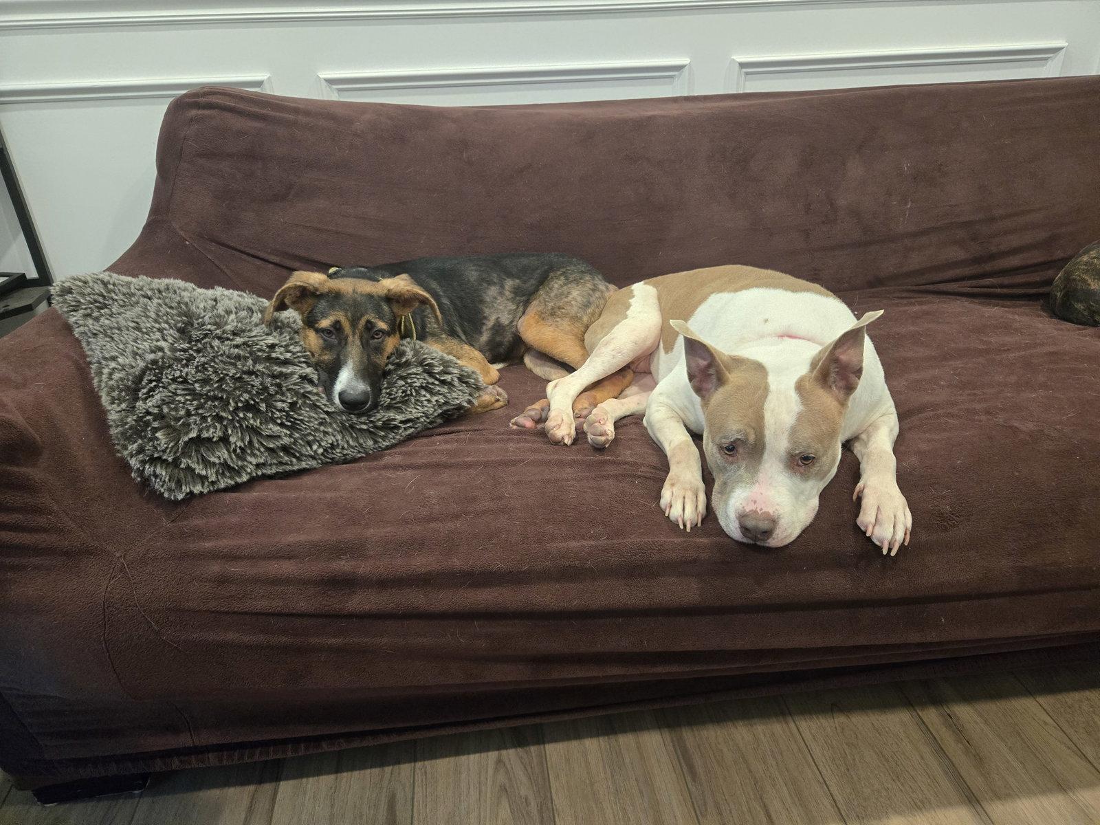 Rosie, Adopted, Senior Female Pit Bull Terrier.