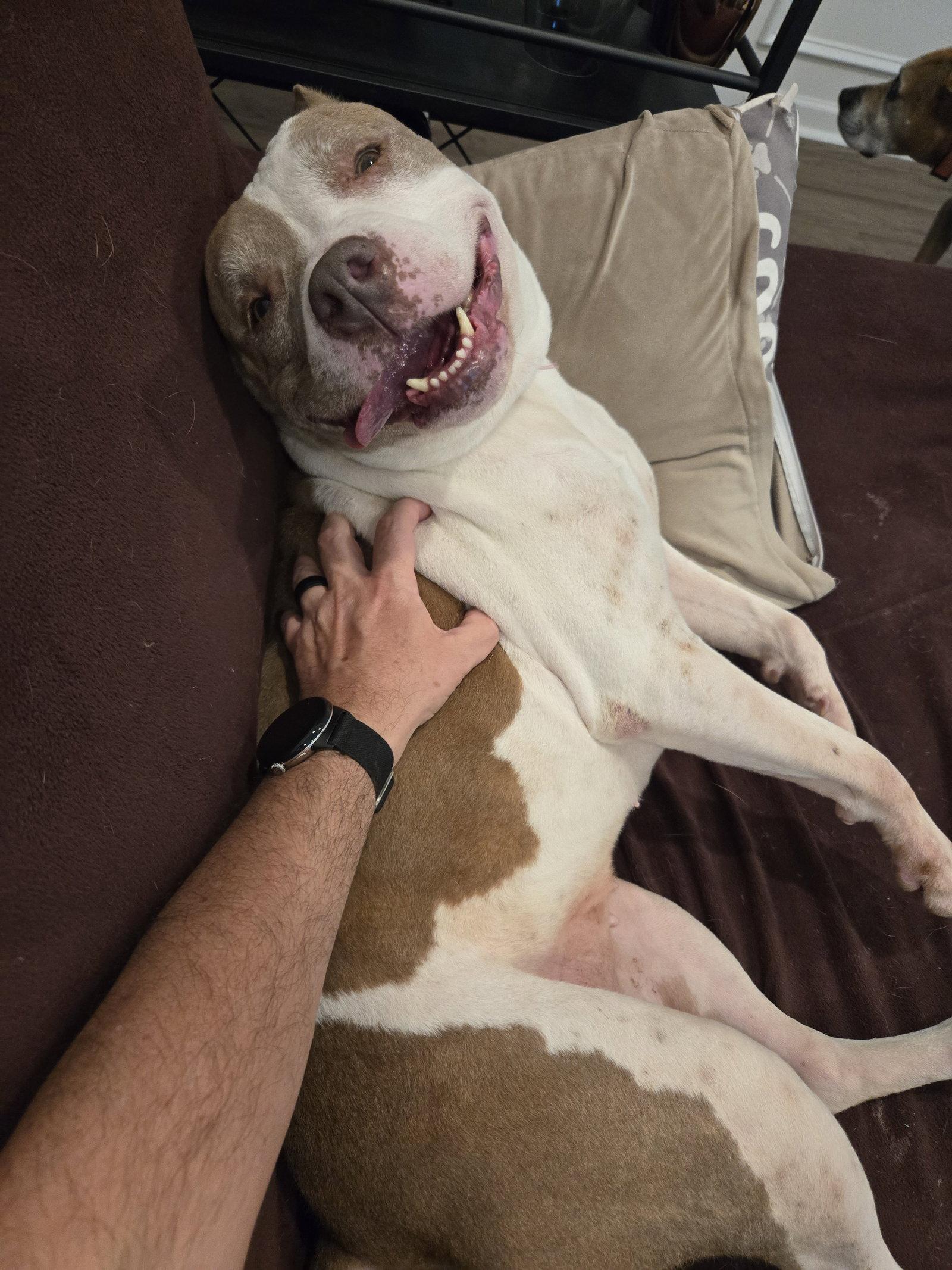 Enlarge Rosie, a Adopted Pit Bull Terrier in Stratham, NH image 2/3