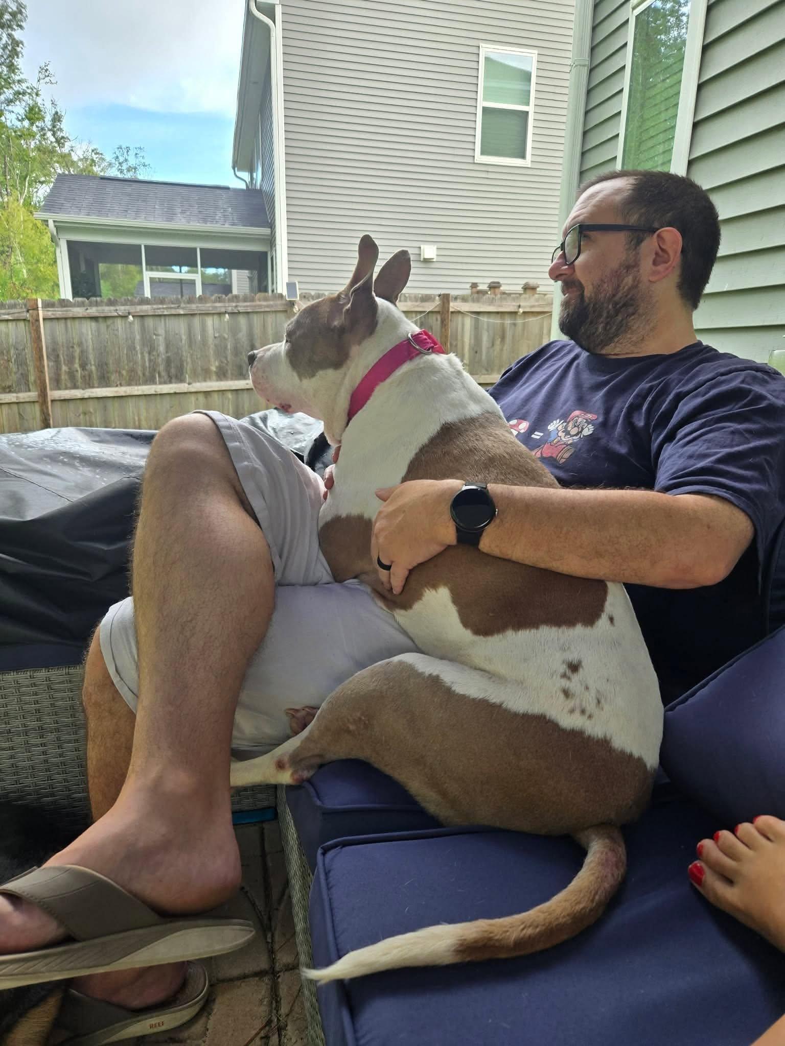 Enlarge Rosie, a Adopted Pit Bull Terrier in Stratham, NH image 3/3