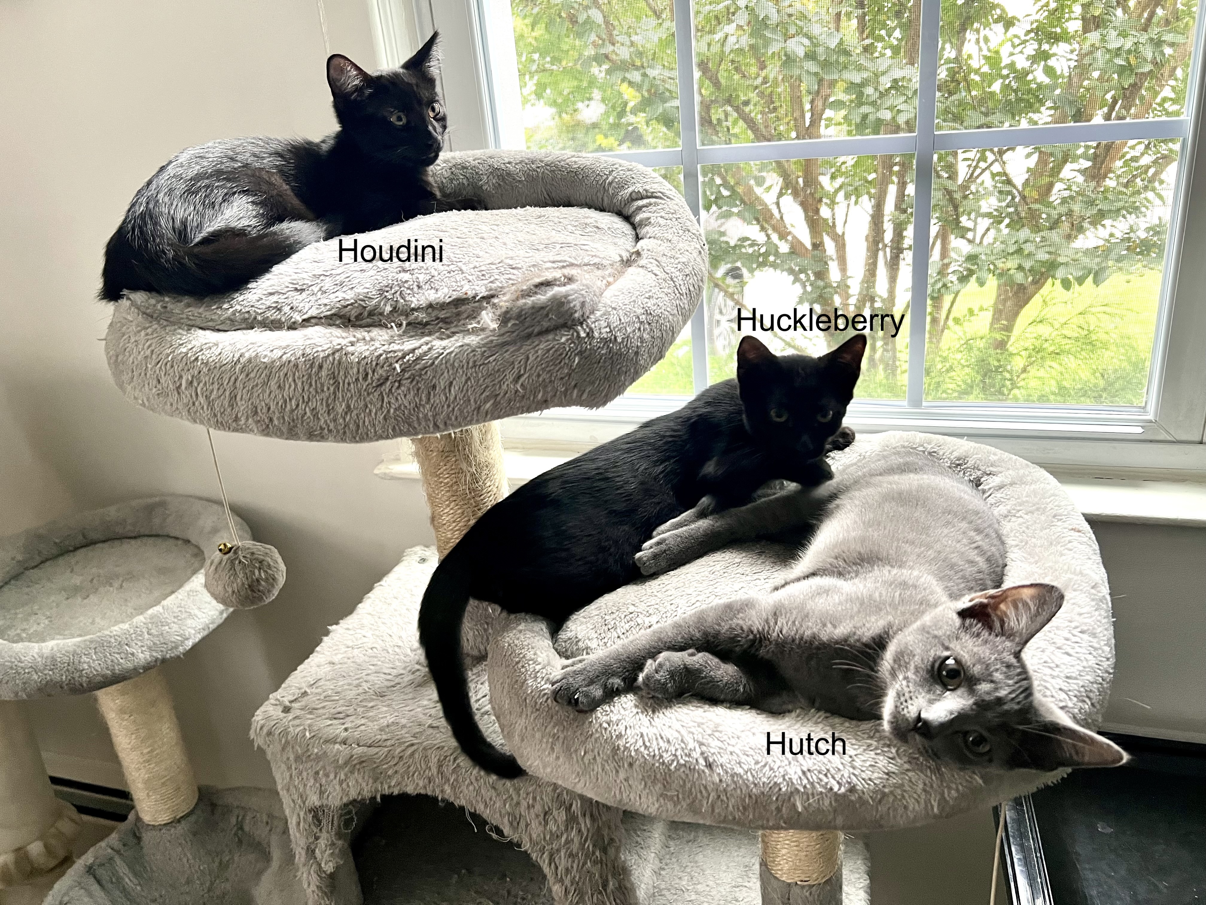 Houdini, Young Male Domestic Short Hair