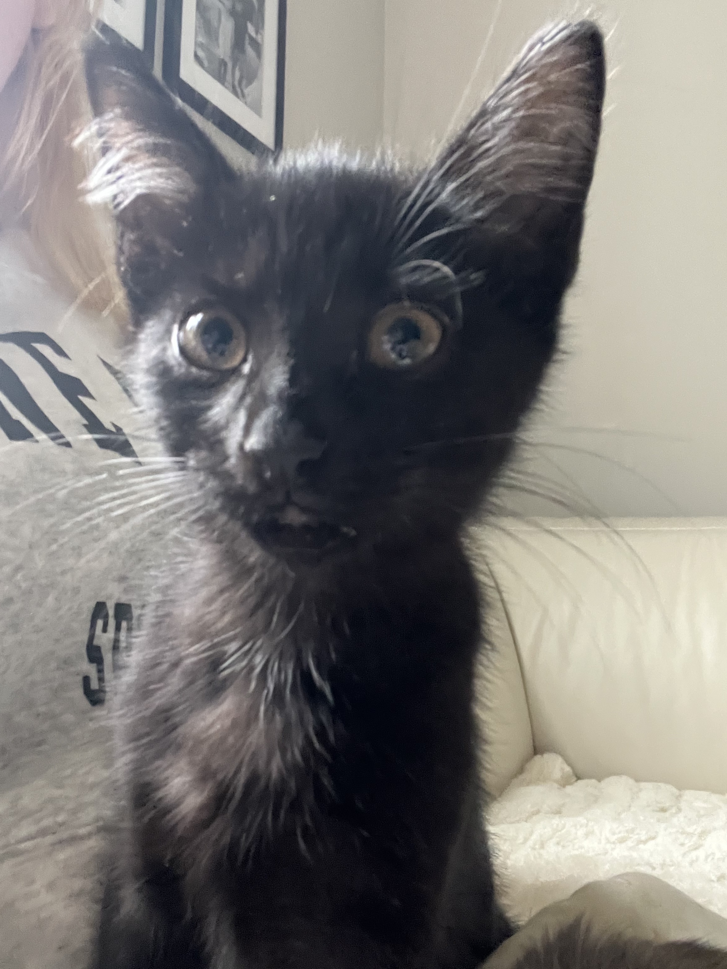 Houdini, a Adoptable Domestic Short Hair in Syosset, NY image 2/5