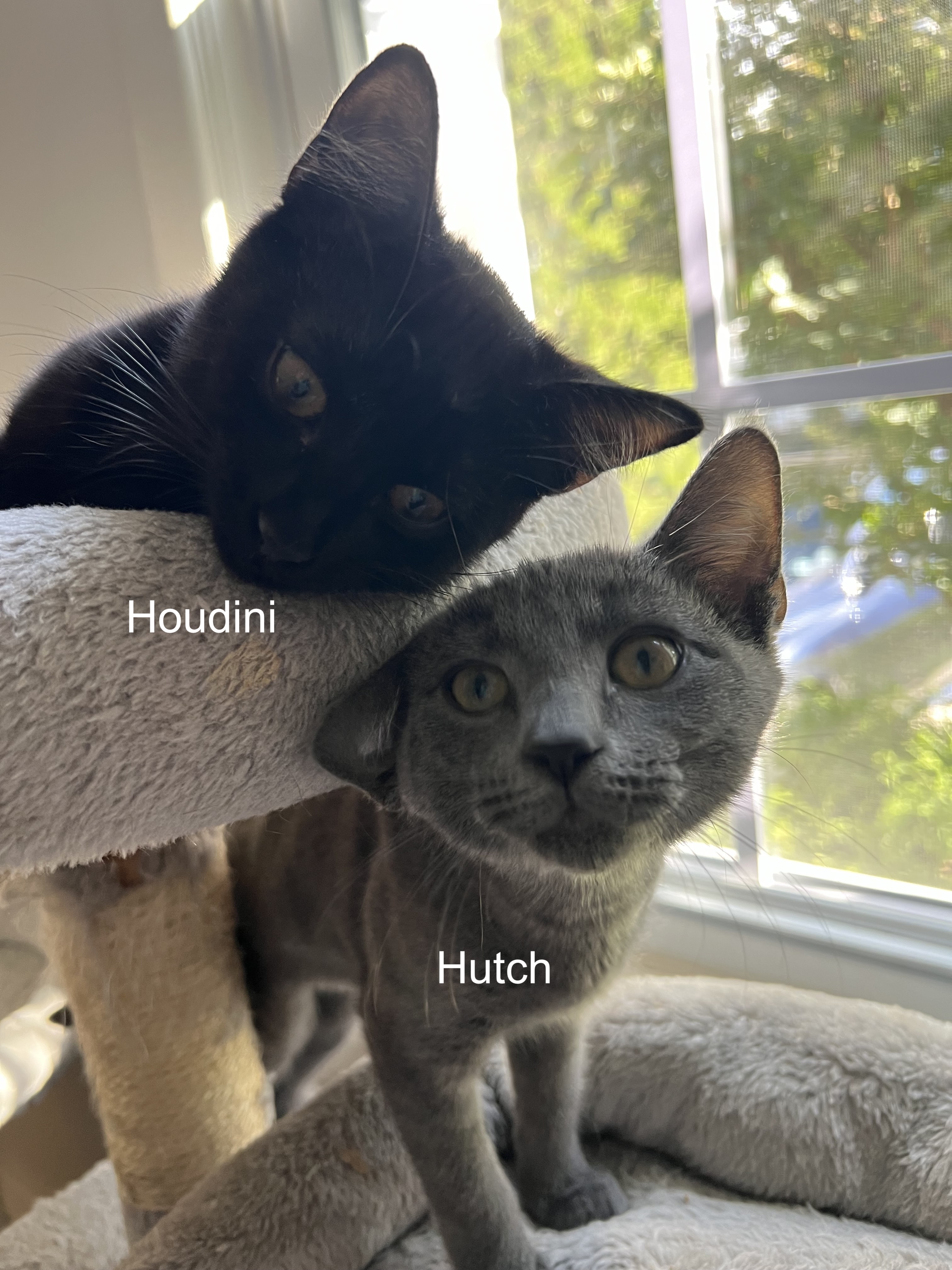 Houdini, a Adoptable Domestic Short Hair in Syosset, NY image 3/5