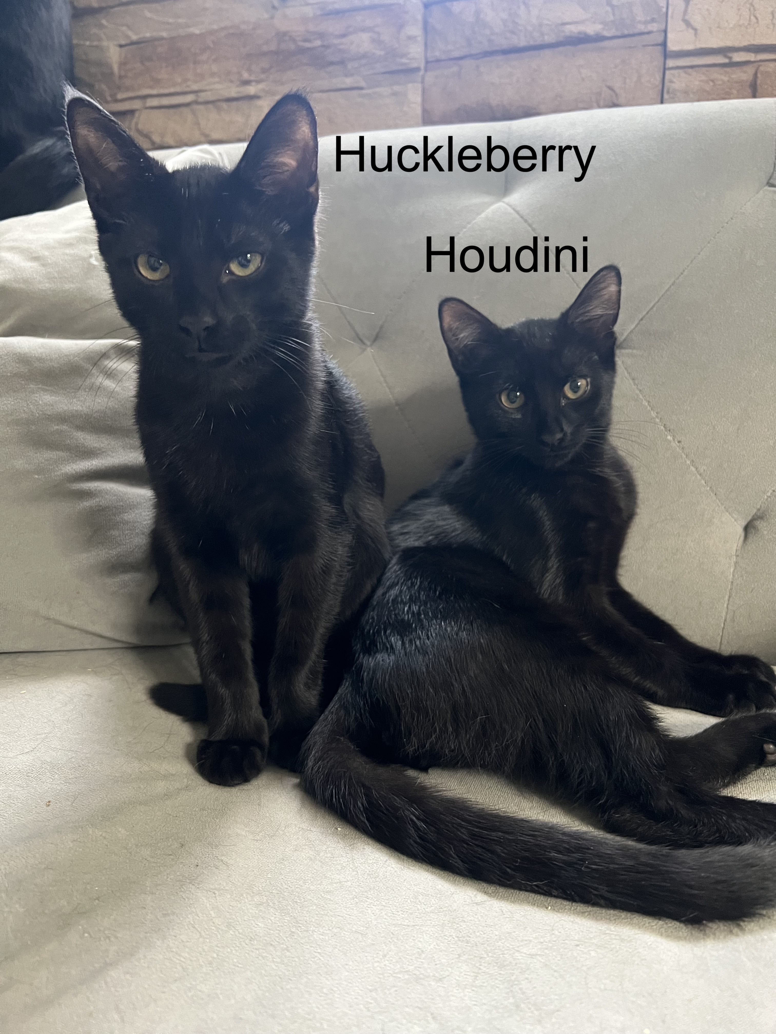 Houdini, a Adoptable Domestic Short Hair in Syosset, NY image 4/5