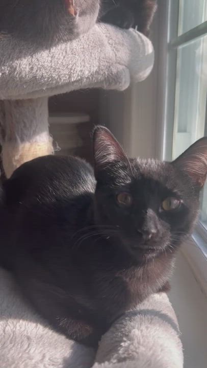 Enlarge Houdini, a Adoptable Domestic Short Hair in Syosset, NY video 5/5