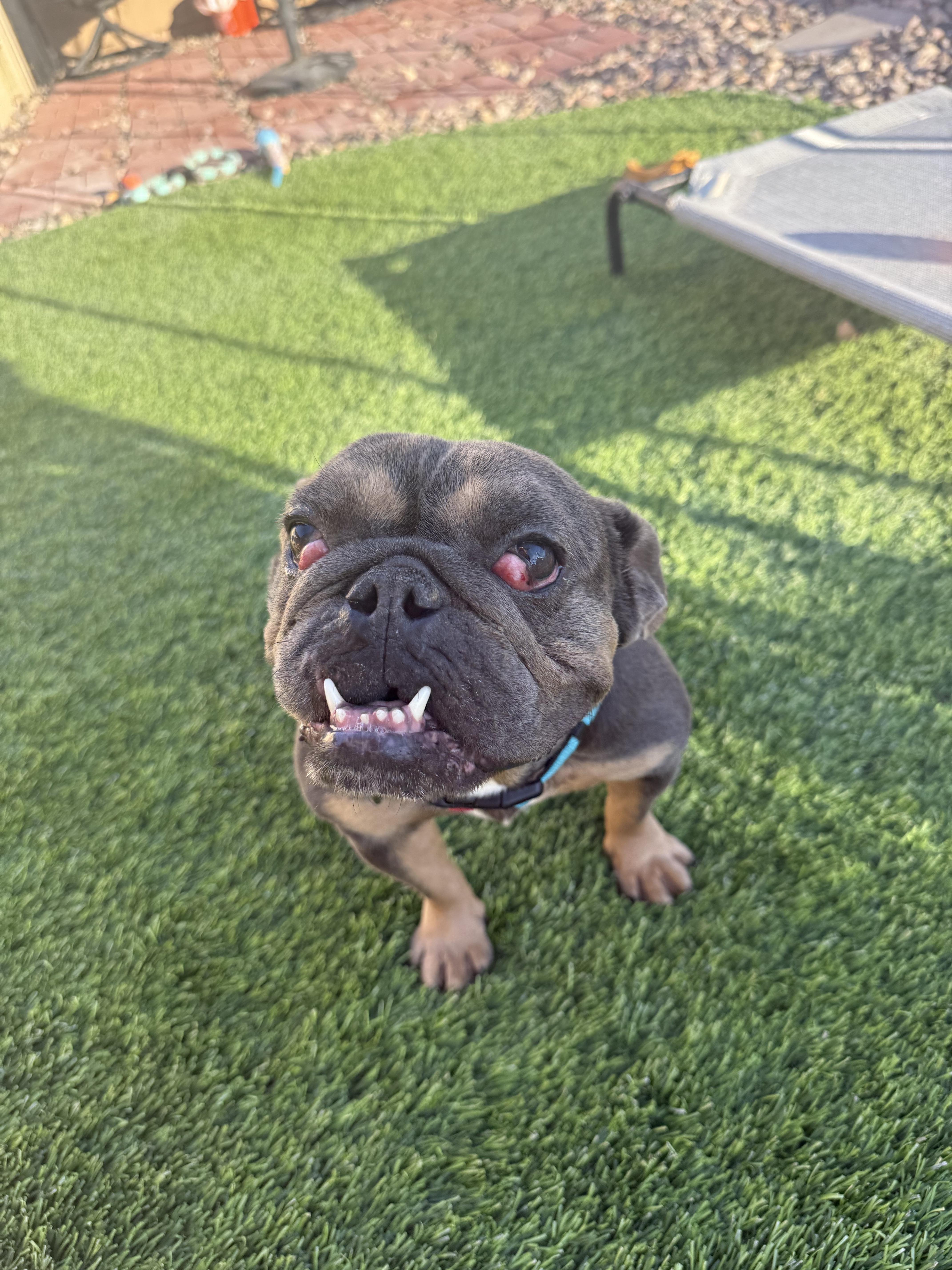 Wagnor, Adoptable, Adult Male English Bulldog & French Bulldog.