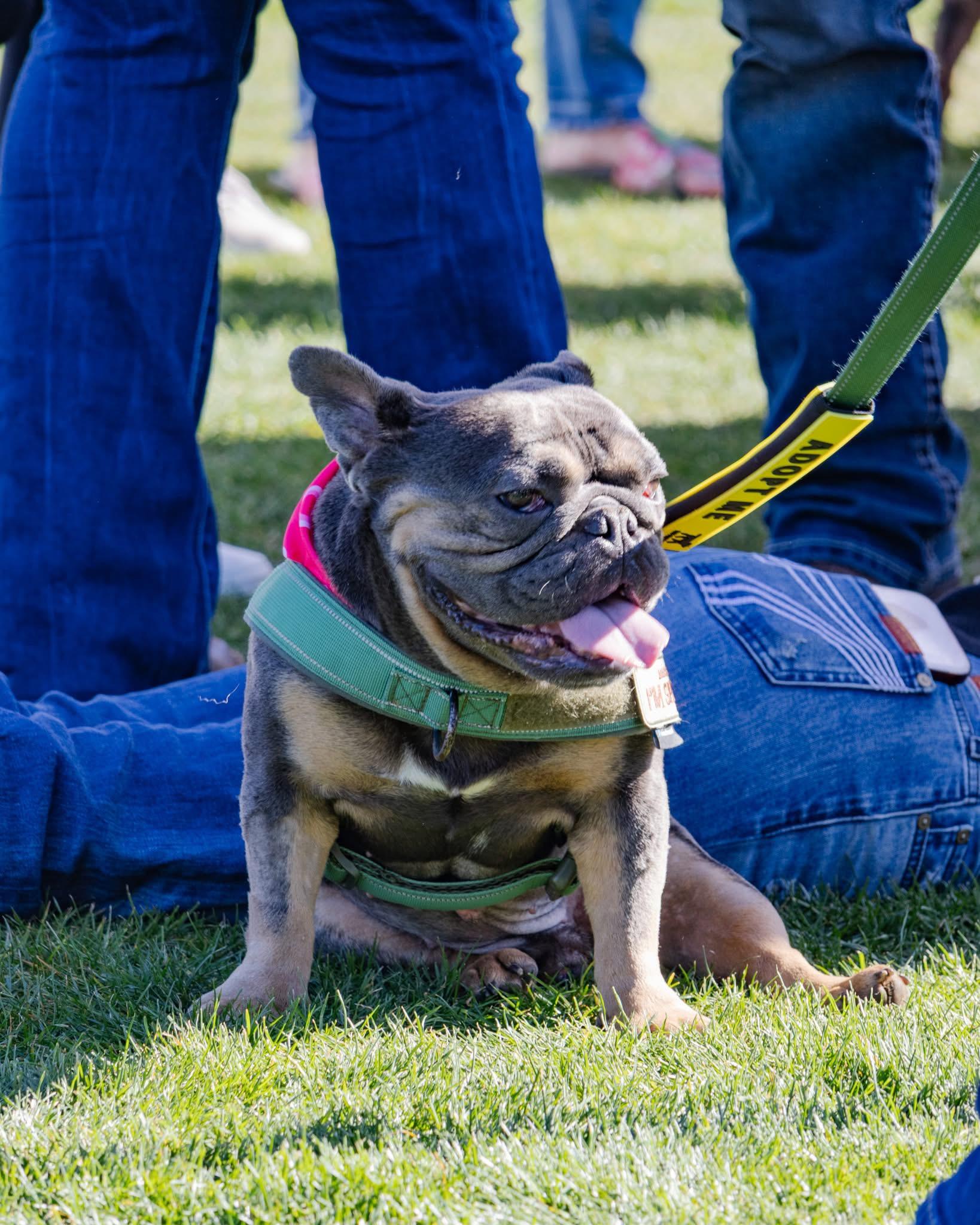 Wagnor, a Adoptable mixed breed in Mesa, AZ image 5/6