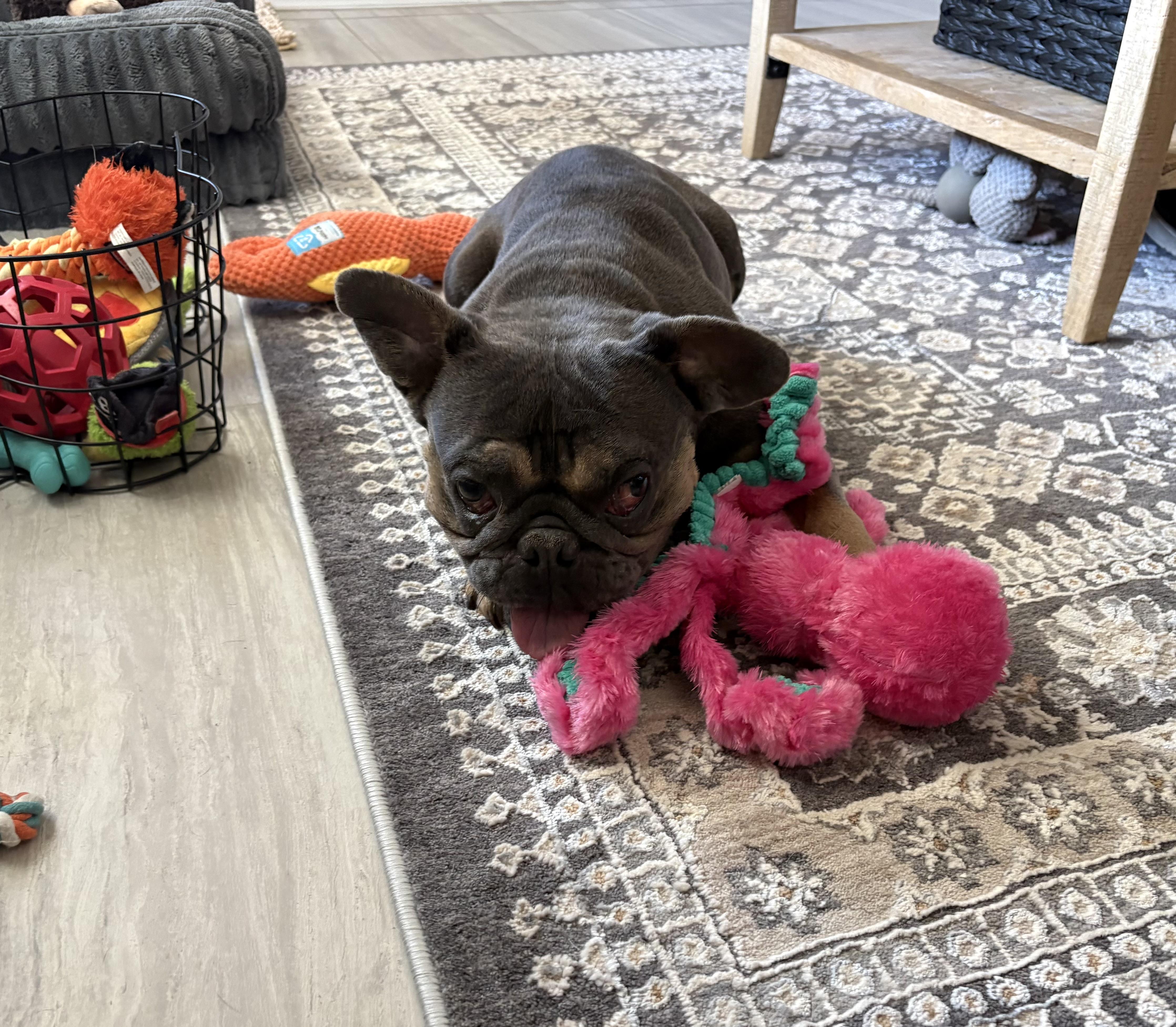 Wagnor, a Adoptable mixed breed in Mesa, AZ image 6/6