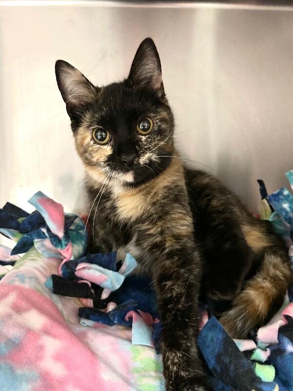 Theo — thumbnail 2