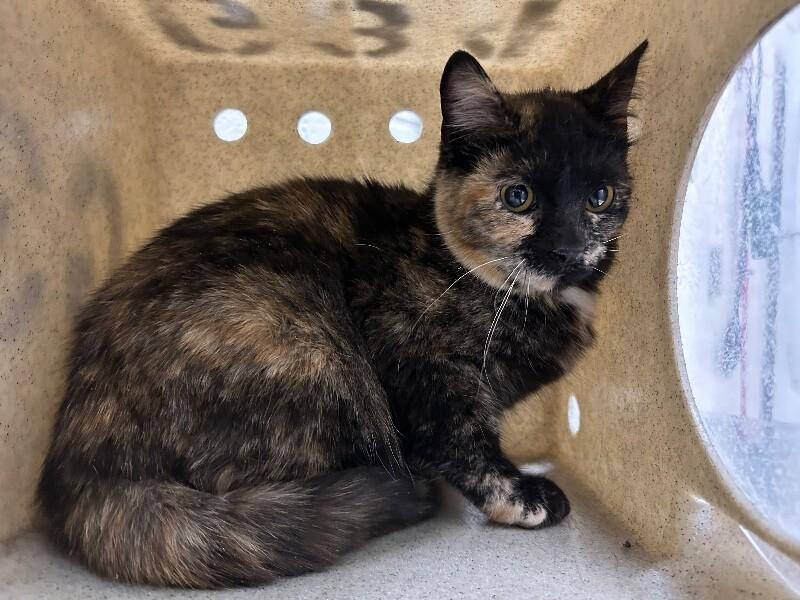 Theo — thumbnail 3