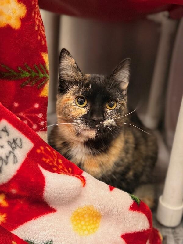 Theo — thumbnail 4