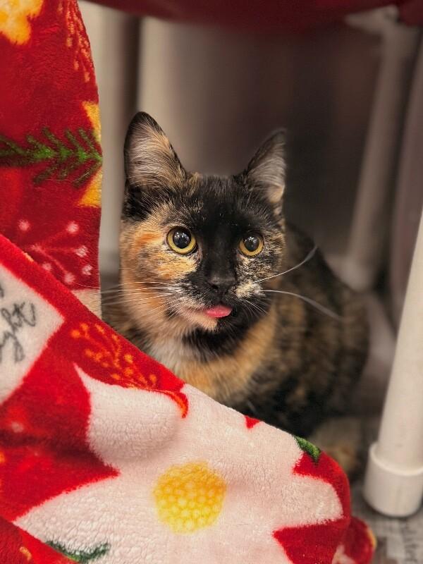 Theo — thumbnail 5