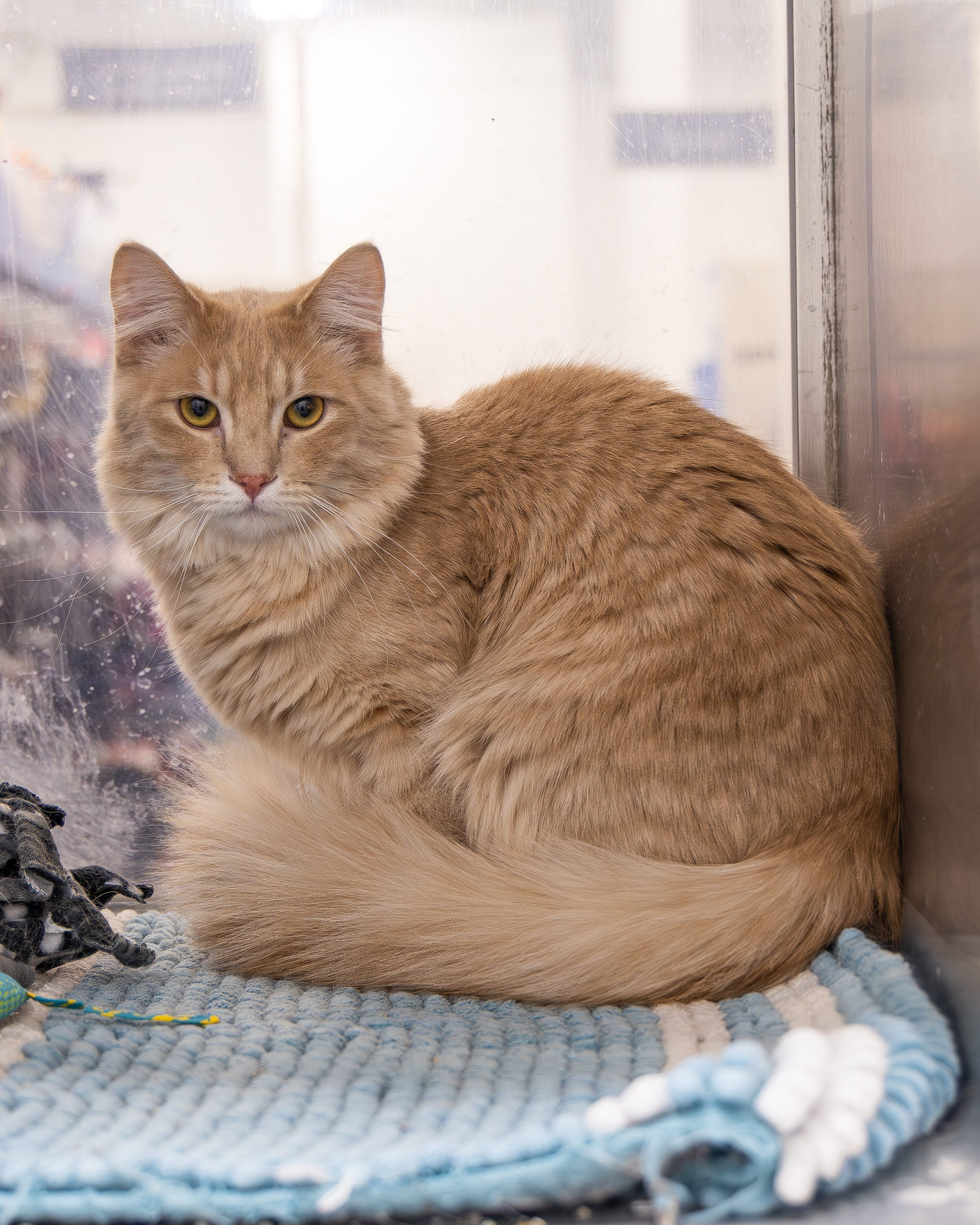 Tawny, a Adoptable Domestic Medium Hair in Millville, UT image 1/5