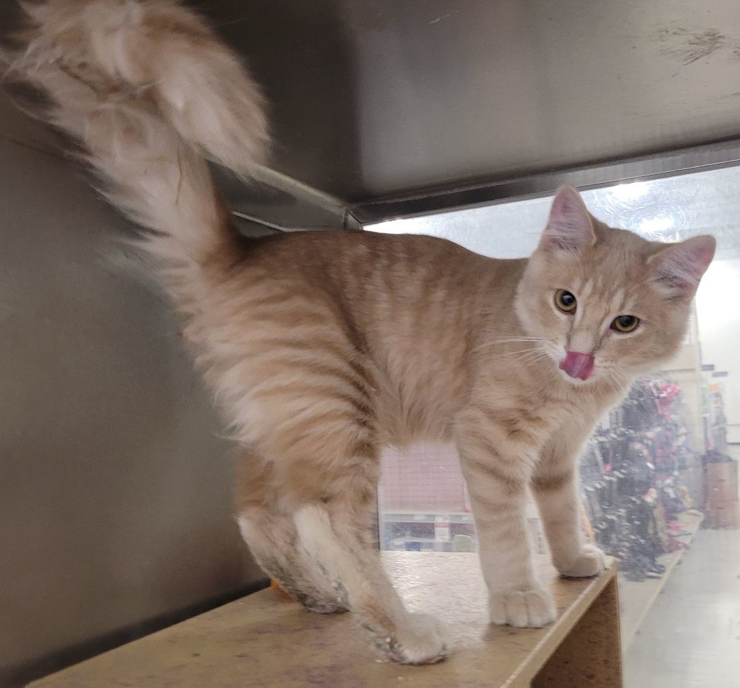 Tawny, a Adoptable Domestic Medium Hair in Millville, UT image 5/5