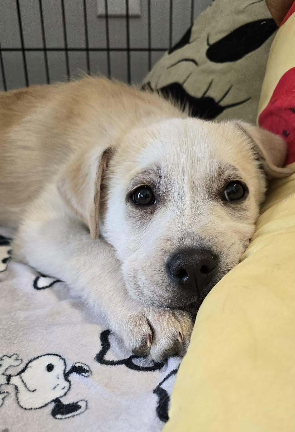 Enlarge Gem, a ADOPTABLE mixed breed in Grand Rapids, MI image 3/3