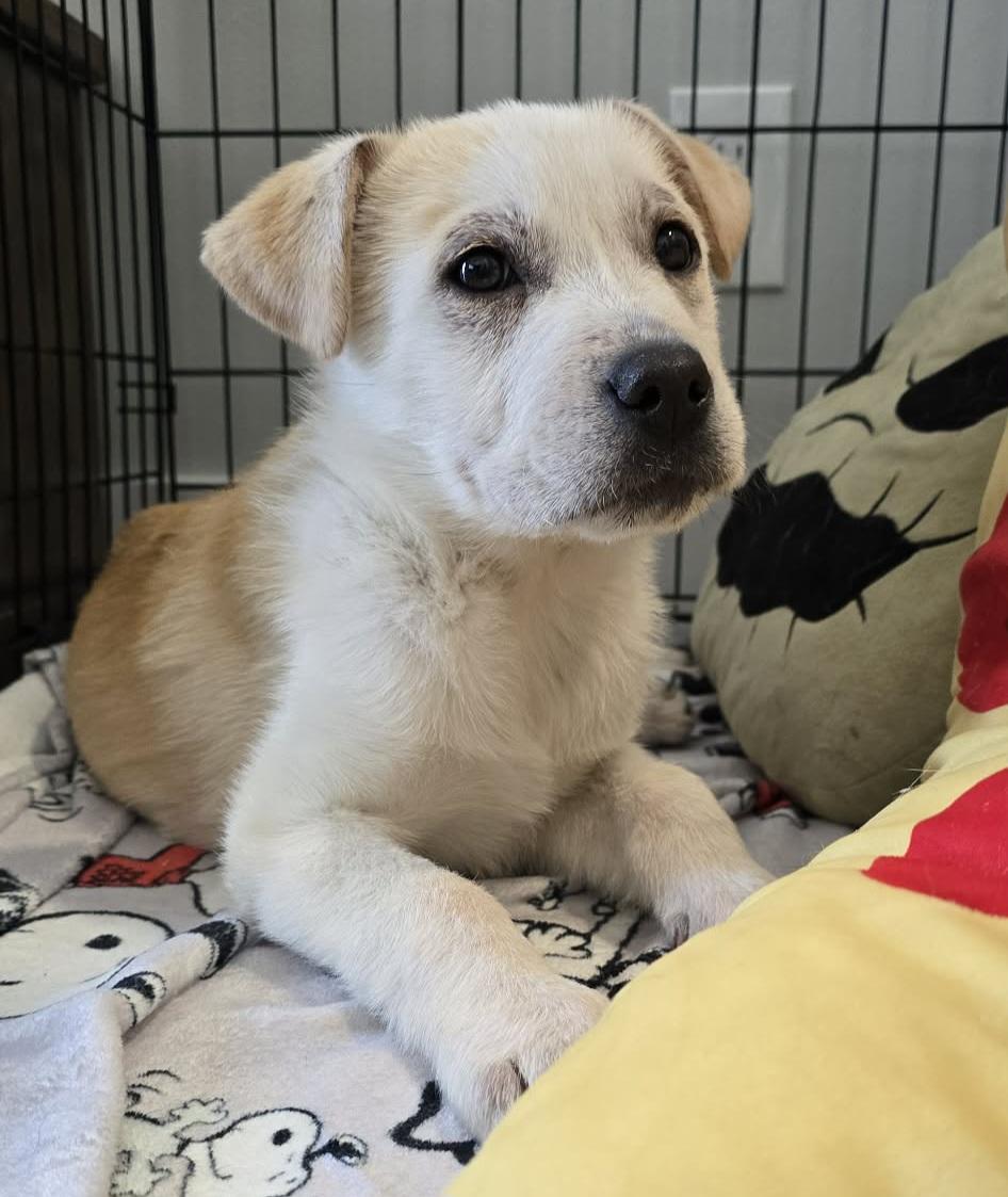 Enlarge Gem, a ADOPTABLE mixed breed in Grand Rapids, MI image 2/3