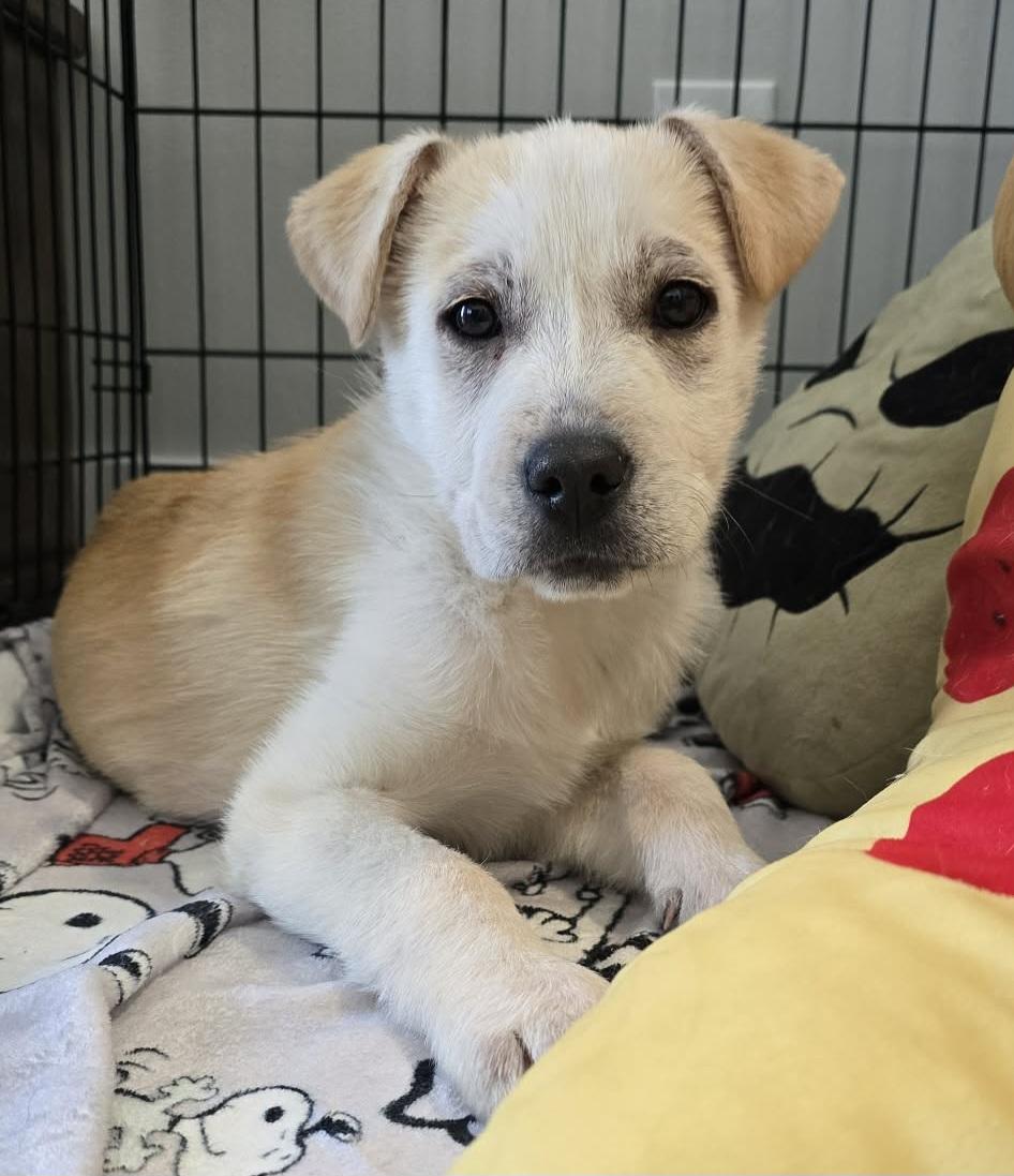 Enlarge Gem, a ADOPTABLE mixed breed in Grand Rapids, MI image 1/3