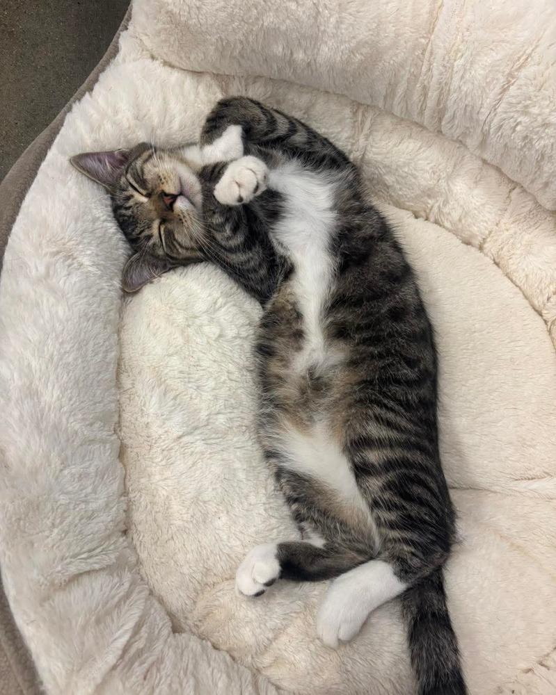 Enlarge Mikey, a Adoptable Domestic Short Hair in Pittstown, NJ image 2/3