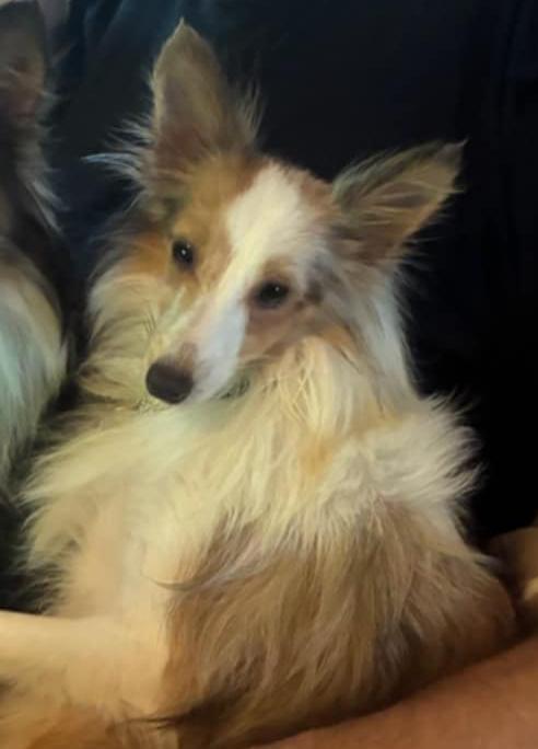 EMMY, a Adoptable Shetland Sheepdog / Sheltie in Shell Knob, MO image 1/4