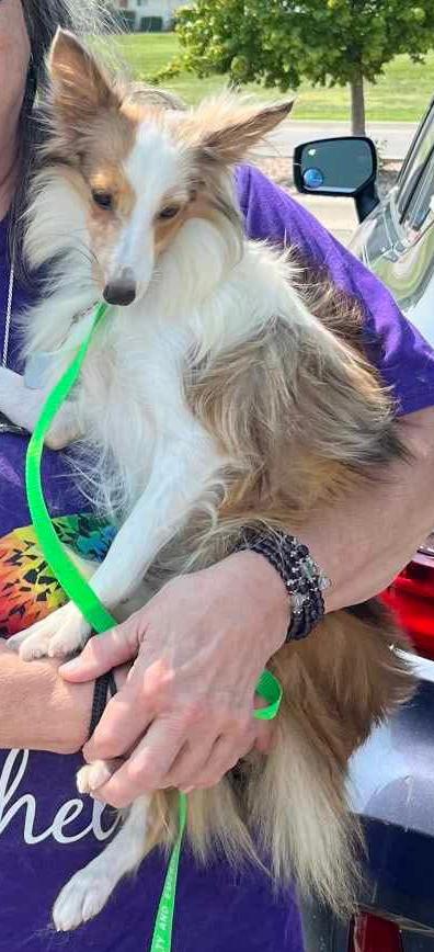 EMMY, a Adoptable Shetland Sheepdog / Sheltie in Shell Knob, MO image 2/4