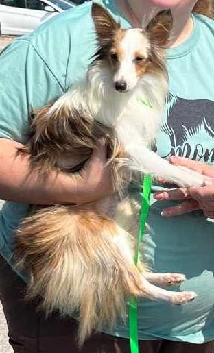 EMMY, a Adoptable Shetland Sheepdog / Sheltie in Shell Knob, MO image 3/4