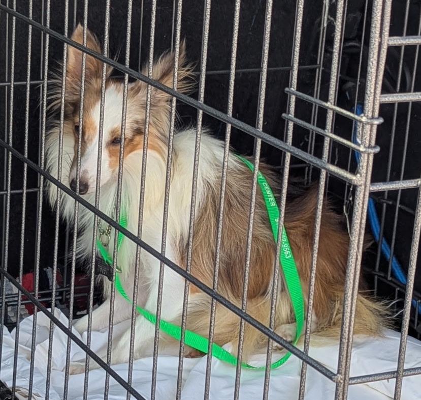 EMMY, a Adoptable Shetland Sheepdog / Sheltie in Shell Knob, MO image 4/4