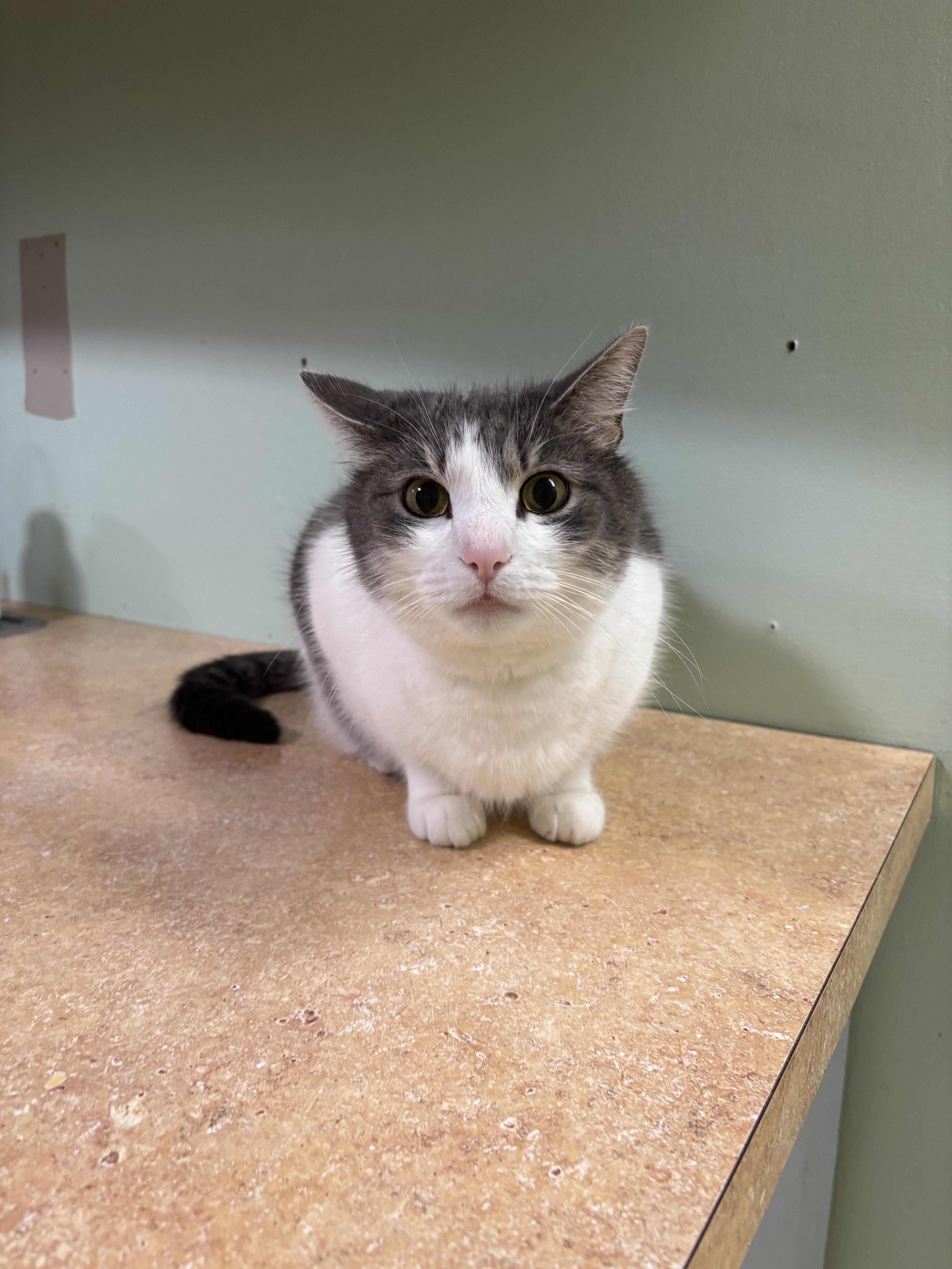 Walter, Adoptable, Adult Male Domestic Short Hair.