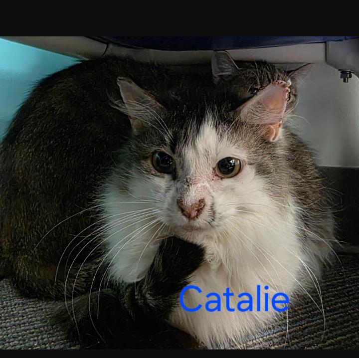 Catalie, a Adopted Domestic Short Hair in Rochester, NY image 1/2