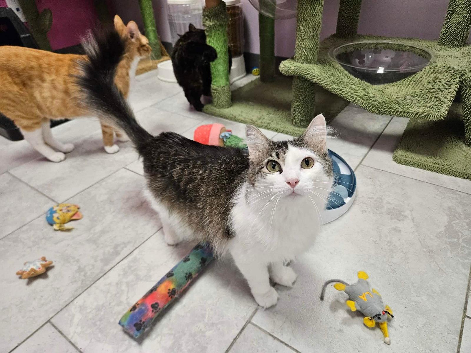 Catalie, a Adopted Domestic Short Hair in Rochester, NY image 2/2