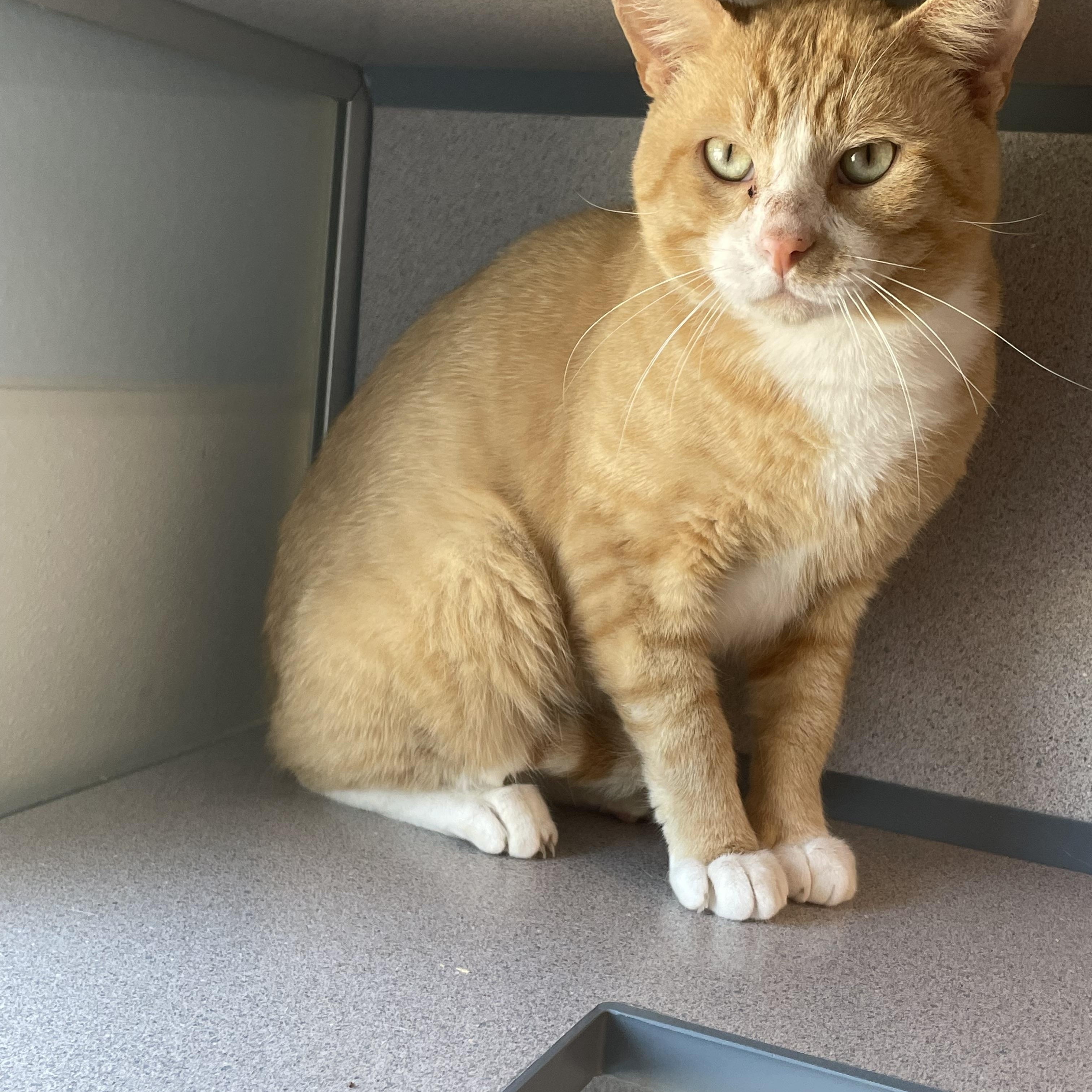 Duncan, Adult Male unknown