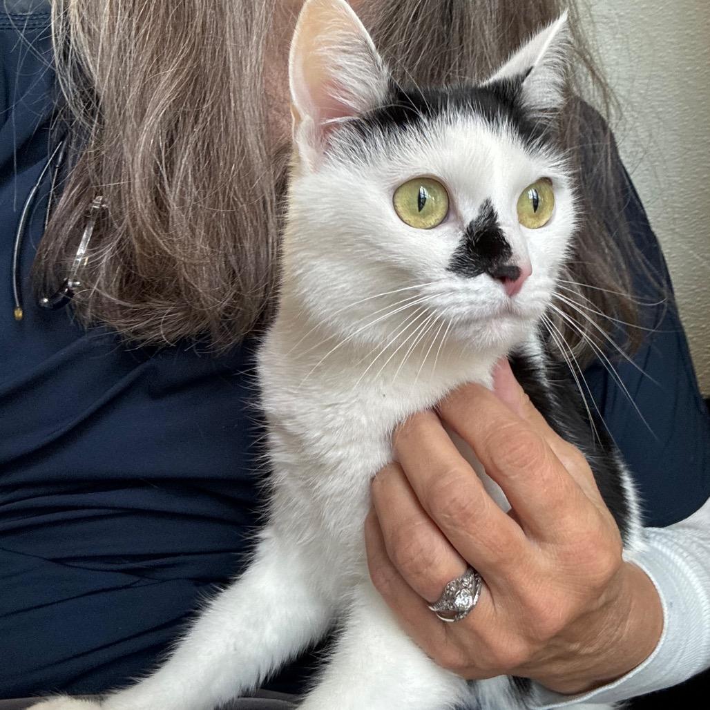 Enlarge BB, a Adoptable Domestic Short Hair in Port Angeles, WA image 1/6