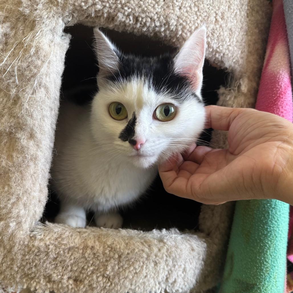 Enlarge BB, a Adoptable Domestic Short Hair in Port Angeles, WA image 2/6