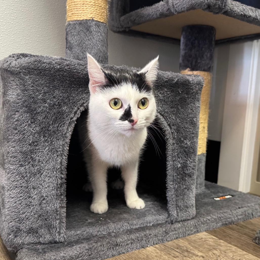 Enlarge BB, a Adoptable Domestic Short Hair in Port Angeles, WA image 3/6