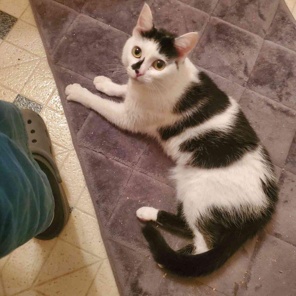 Enlarge BB, a Adoptable Domestic Short Hair in Port Angeles, WA image 4/6