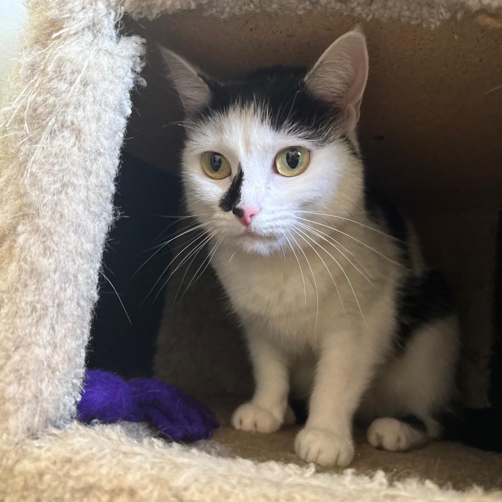 Enlarge BB, a Adoptable Domestic Short Hair in Port Angeles, WA image 5/6