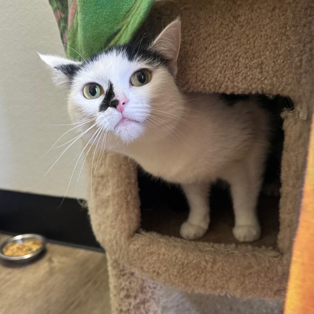 Enlarge BB, a Adoptable Domestic Short Hair in Port Angeles, WA image 6/6