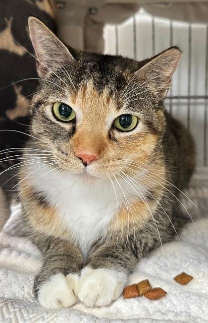 Enlarge Kimber, a Adoptable Domestic Short Hair in Marathon , FL image 1/1