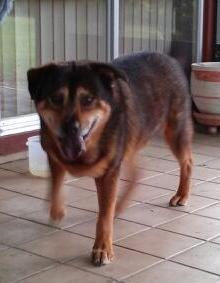 Bandit, an adoptable German Shepherd Dog & Chow Chow Mix in Ocala, FL_image-1