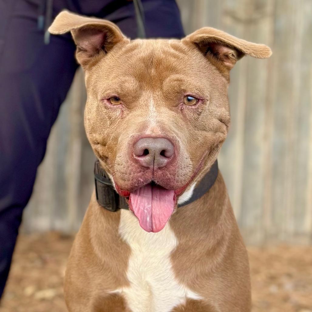 Tyson, Adoptable, Adult Male Pit Bull Terrier & Mixed Breed.
