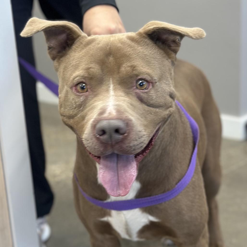 Tyson, a Adoptable mixed breed in Midland, TX image 2/3