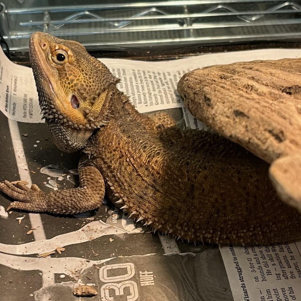 Enlarge Gilligan (ID 50914/1078), an adopted Bearded Dragon in Manassas, VA image 1/1