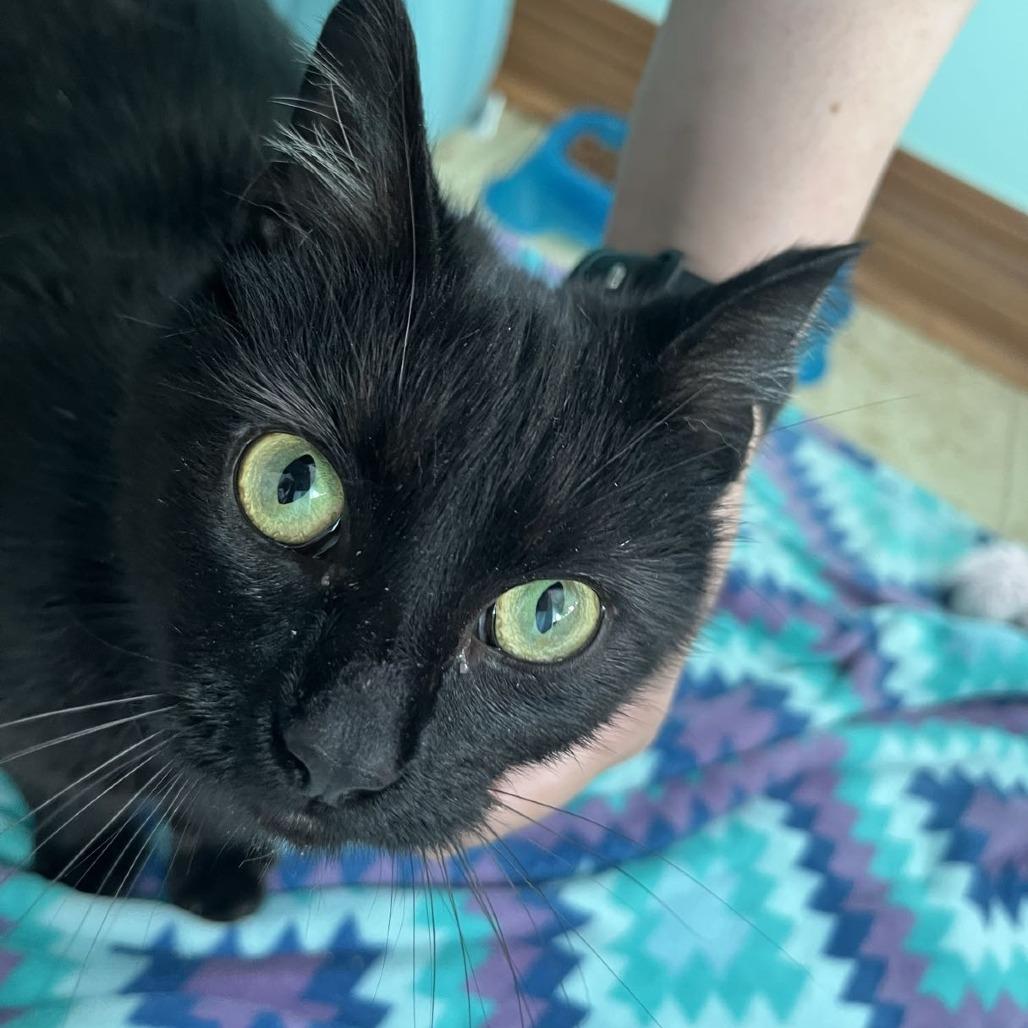 Spaghetti, Adoptable, Young Female Domestic Short Hair.