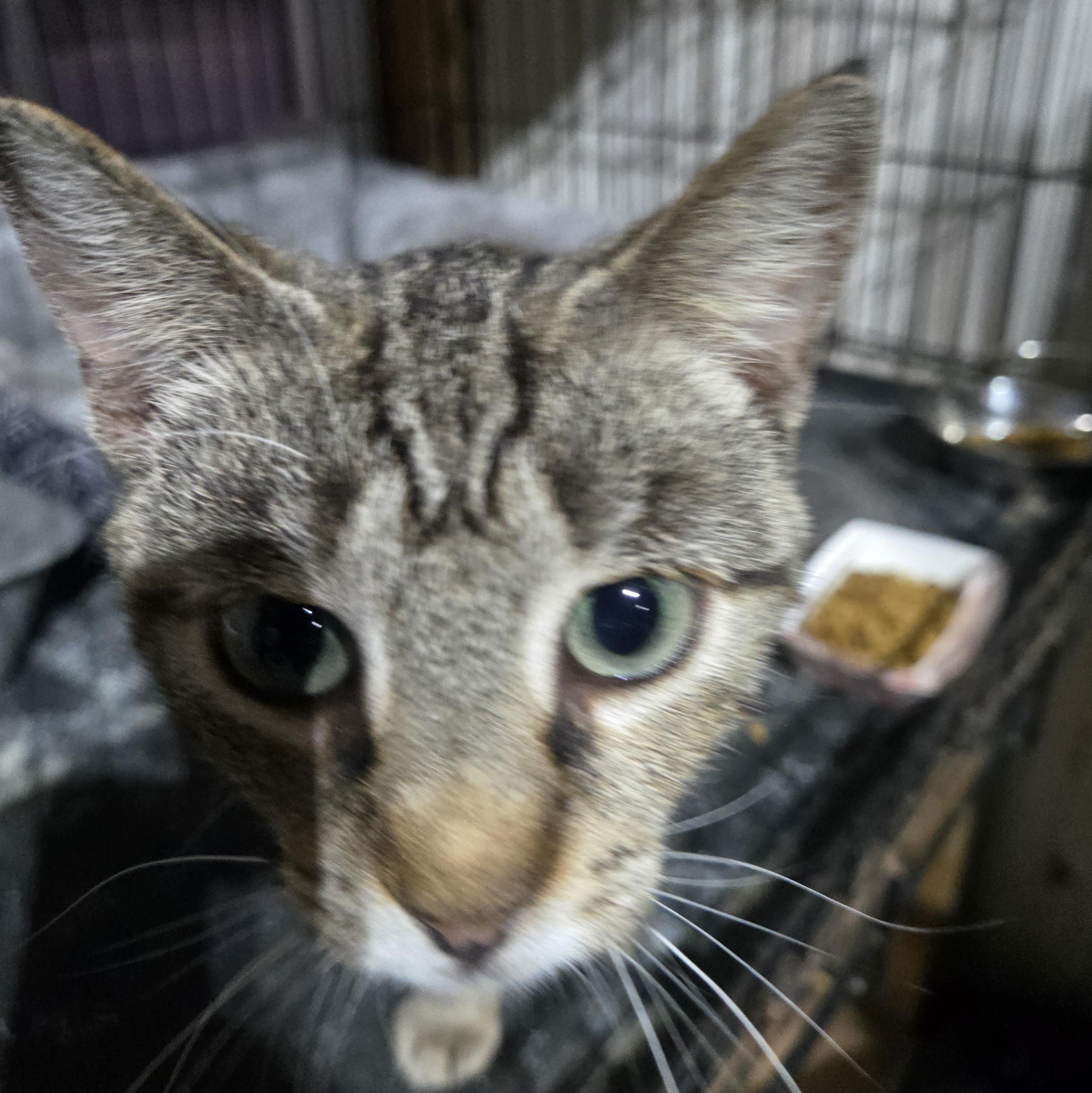 Enlarge Lydia, a Adoptable Torbie in Reeseville, WI image 3/4